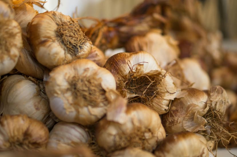 Garlic image