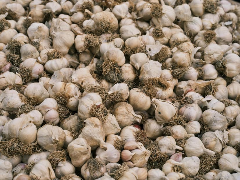Garlic image