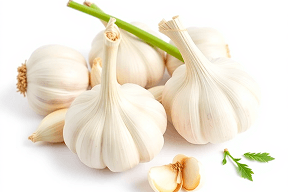Garlic