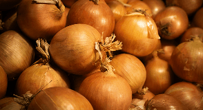 Golden onion