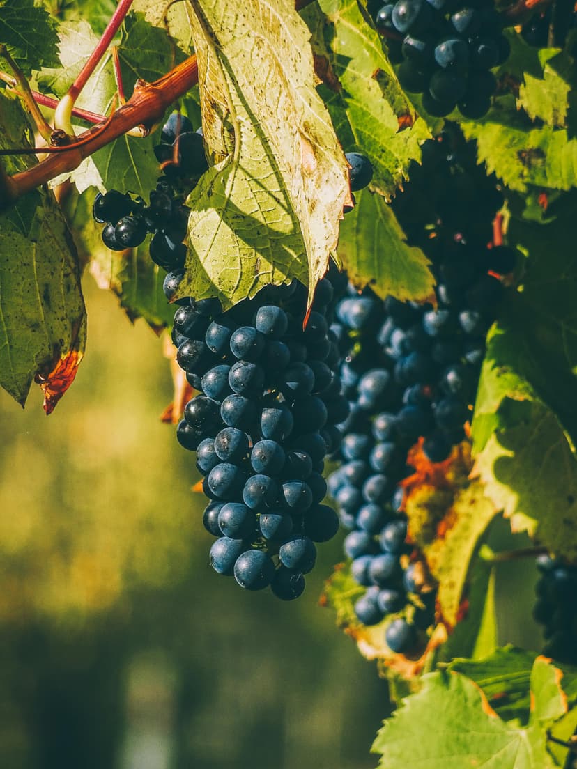 Grapes image
