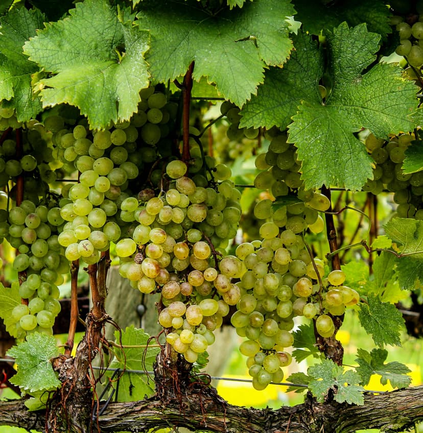 Grapes image