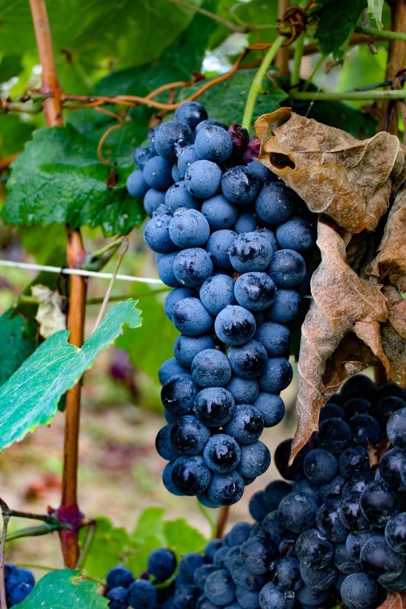 Grapes image