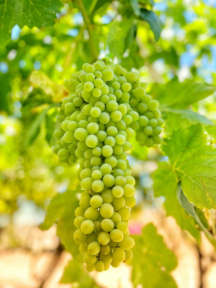 Grapes image