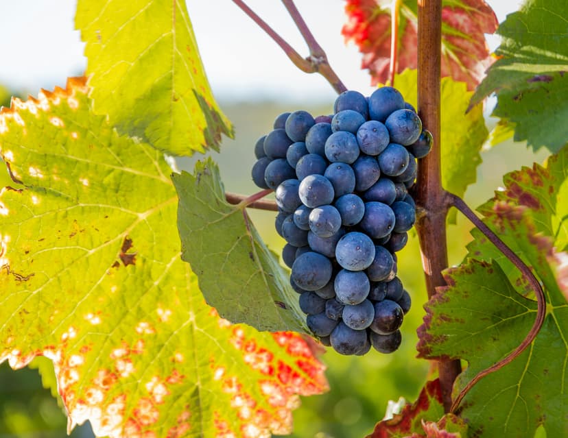 Grapes image