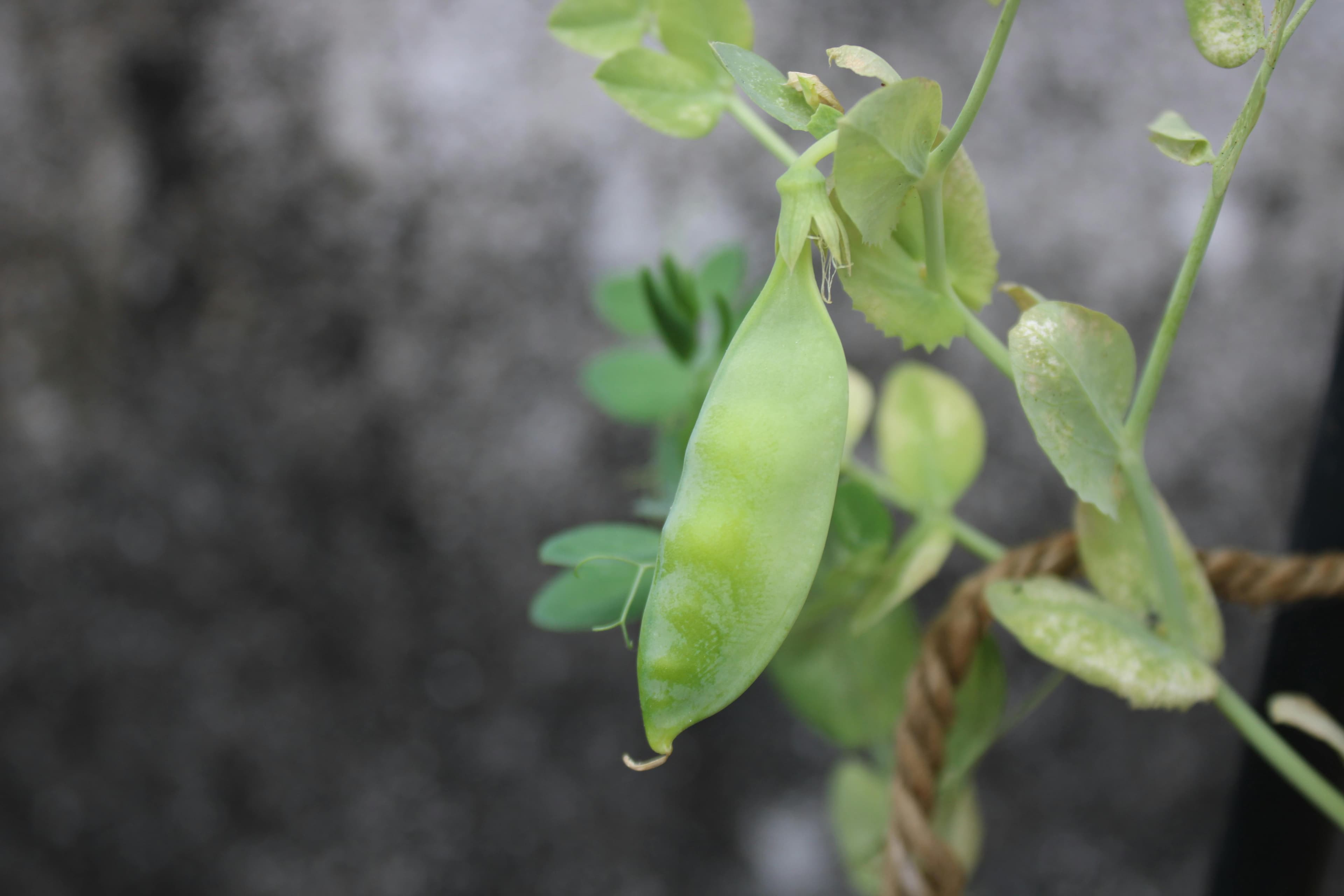Green Beans