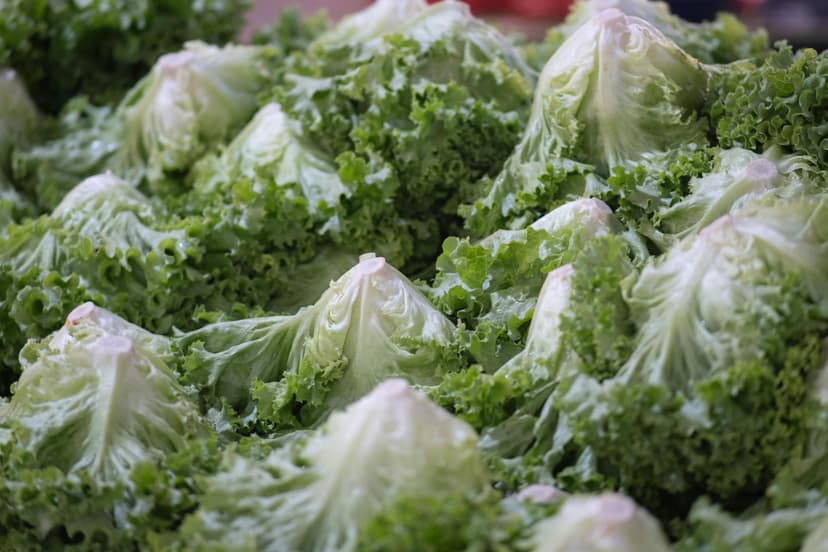Iceberg Lettuce image