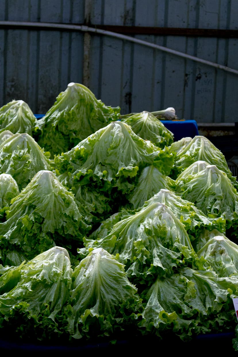 Iceberg Lettuce image