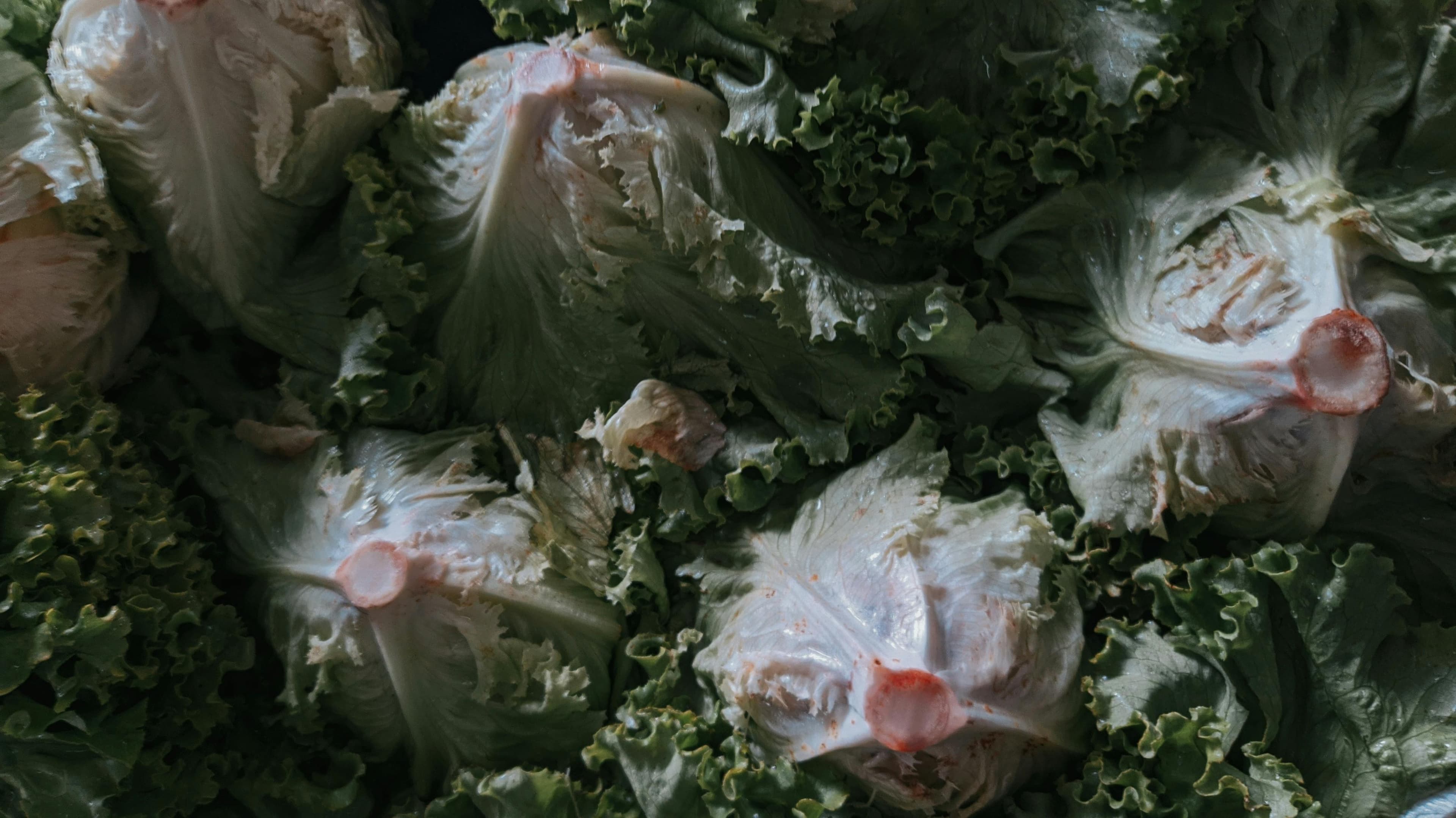 Iceberg Lettuce
