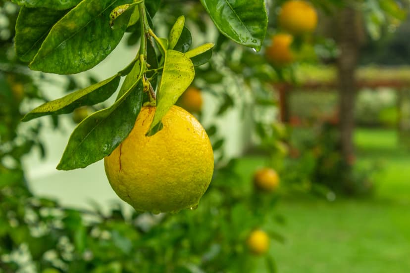 Lemons image