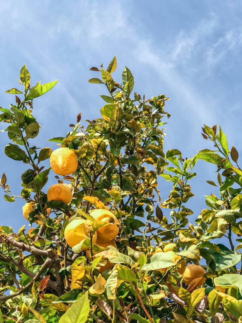 Lemons image