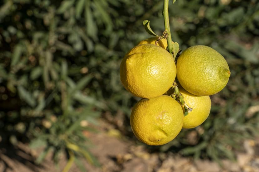 Lemons image