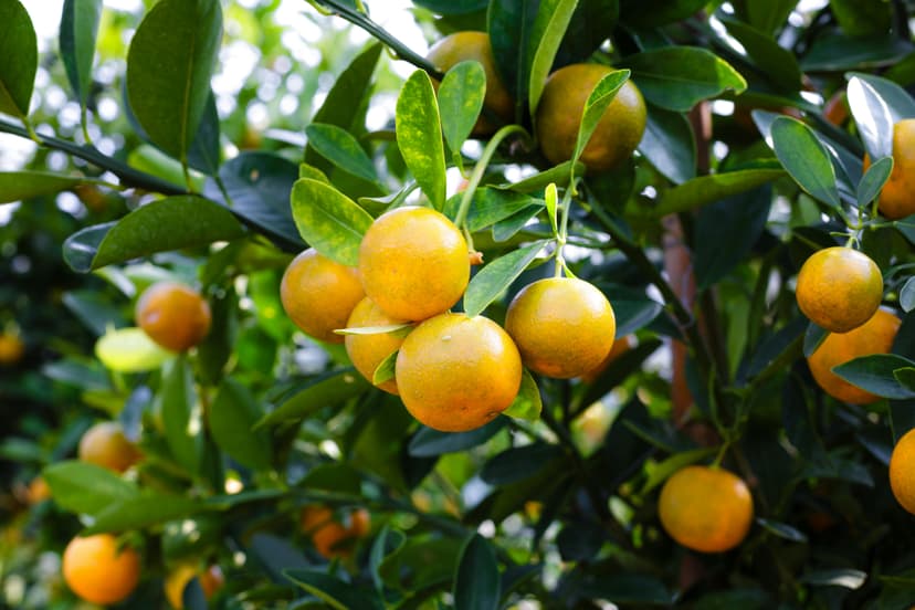 Oranges image