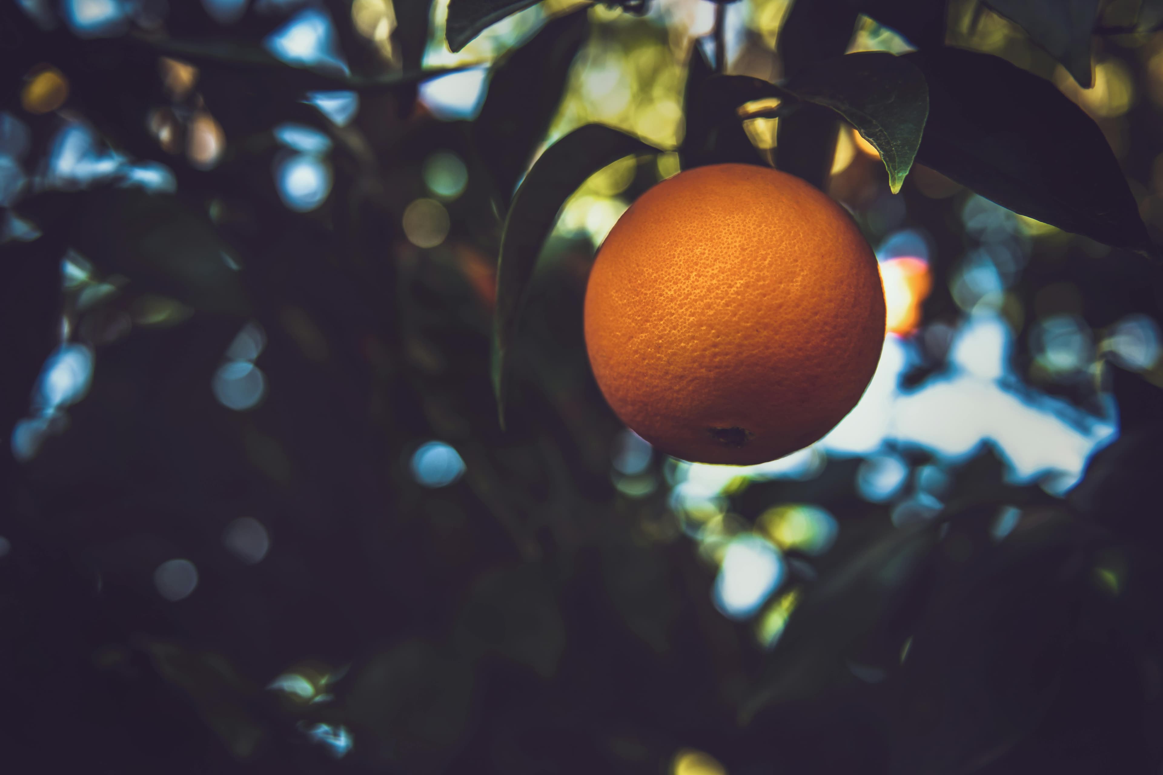Oranges