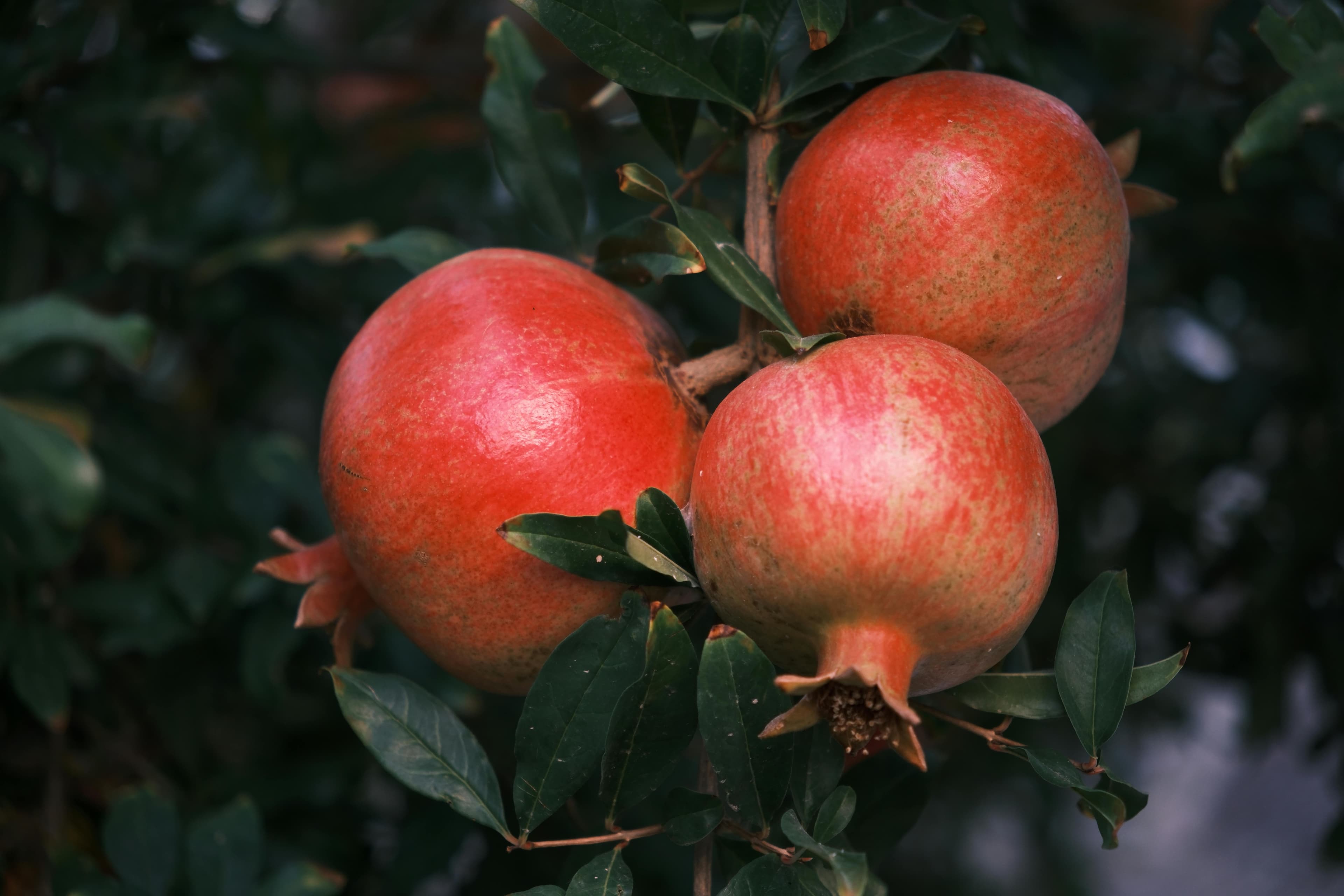 Pomegranates