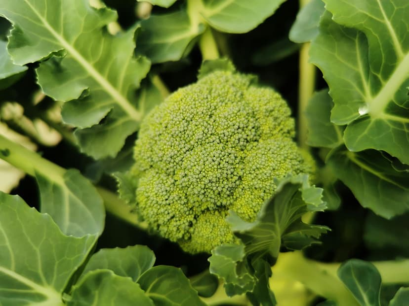 Broccoli Florets image