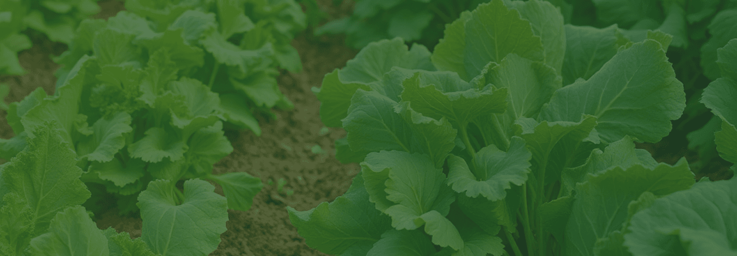 Fresh Vegetables